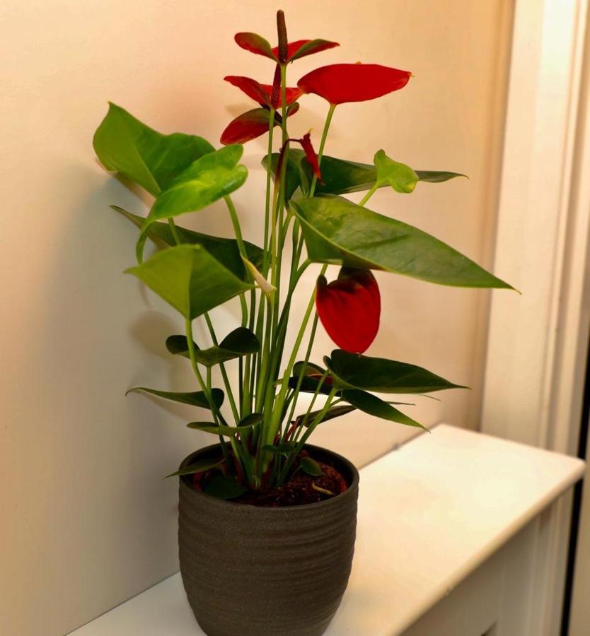 Aqua Dreams - Serviced Luxury Modern Belfast City Centre 2 Bed Apartment מראה חיצוני תמונה